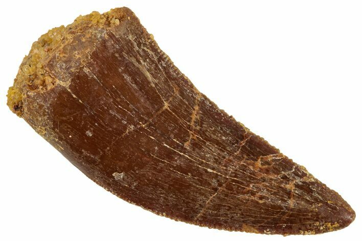 Serrated, Raptor Tooth - Real Dinosaur Tooth #265551